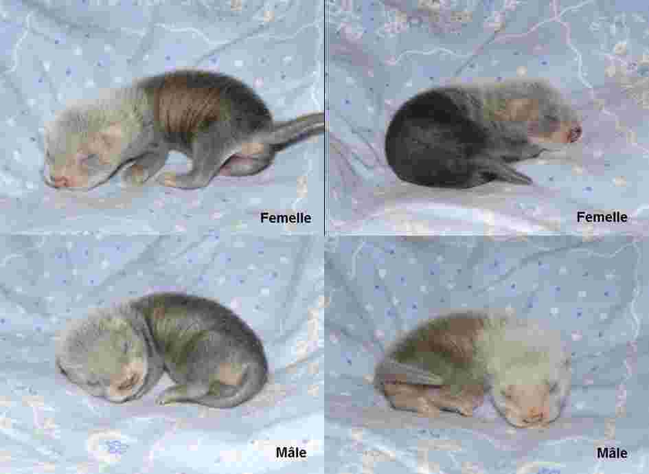 Voir l'image 4bebes.jpg en taille relle
