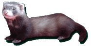 fufus
